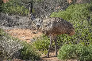 Emu (Dromaius novaehollandiae)