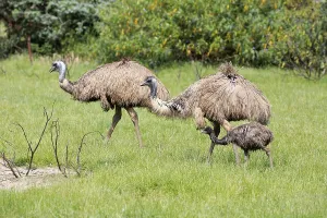 Emu (Dromaius novaehollandiae)