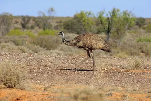 Emu (Dromaius novaehollandiae)