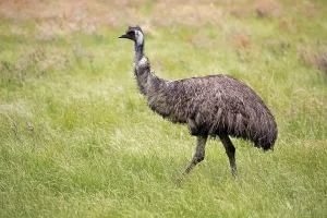 Emu (Dromaius novaehollandiae)
