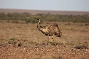 Emu (Dromaius novaehollandiae)