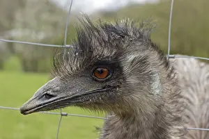 Emu (Dromaius novaehollandiae) looking through wire fence