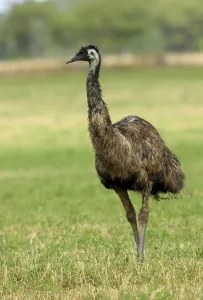 Emu (Dromarius novaehollandiae)