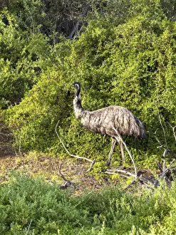 An emu gracefully wandering through vibrant green bushes
