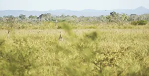 Emu, Rhea americana, Rheidae, Pantanal