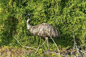 An emu strolls gracefully through its natural habitat