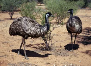 Emus (Dromaius novaehollandiae), Australia