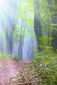 Enchanted forest in the fantasies of different people