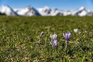 Enchanting alpine crocuses spring flowers on a mountain meadow in Tannheimer valley