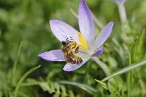 Enchanting crocus blossom with bee