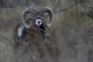 Encounter with a mouflon ram (Ovis gmelini) in the evening