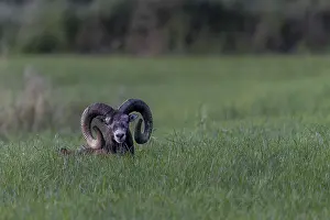 Encounter with a mouflon ram (Ovis gmelini) resting in a meadow in the late evening