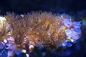 Encrusting Stick Anemones (Acrozoanthus) and Seasquirts