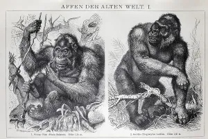 Encyclopaedia page with apes of the Old World
