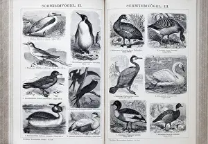Encyclopaedia page with illustrated plate of swimming birds