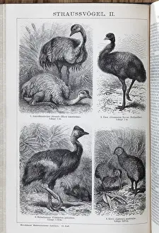 Encyclopaedia page with picture plate Ostriches