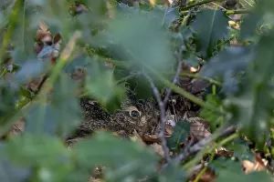 Already at the end of January I discover a hare (Lepus europaeus)
