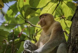 Endangered Proboscis Monkey (Nasalis larvatus) sitting in a tree in Bako National Park