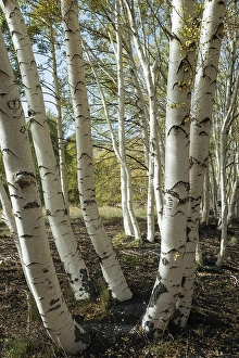 Endemic etna birch (Betula aetnensis) forest