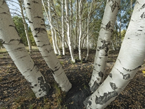 Endemic etna Birch (Betula aetnensis) forest