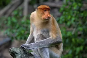 Endemic Proboscis monkey or Long-nosed monkey (Nasalis larvatus)