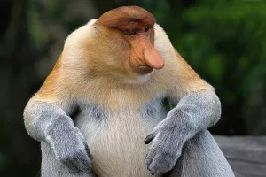 Endemic Proboscis monkey or Long-nosed monkey (Nasalis larvatus)
