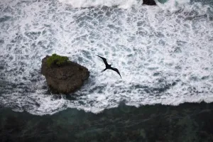 Endemic White-bellied Frigatebird