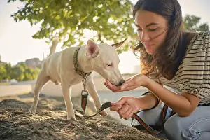 An energetic dog Parson Russell Terrier breed in a collar