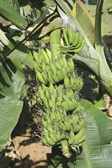 Category Historic EN Prints: English Name Banana Botanical Name Musa paradisiaca