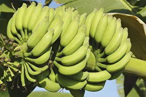 Category Historic EN Prints: English Name Banana Botanical Name Musa paradisiaca
