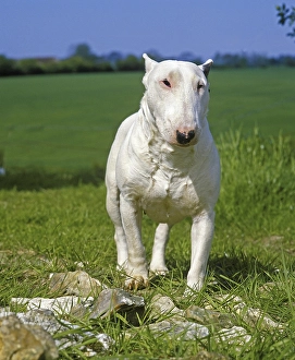 English Bull Terrier, Dog standing on Grass