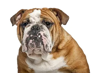 English bulldog dog looking grumpy and showing its underbite on a white background