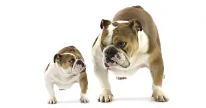 English Bulldog, Female against White Background