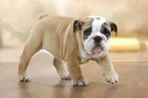 English Bulldog, puppy, 10 weeks, detachable