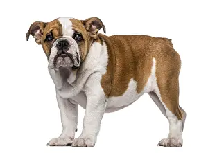 English Bulldog puppy (3 months old)