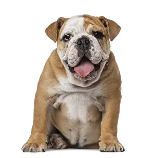 English Bulldog puppy (4 months old)
