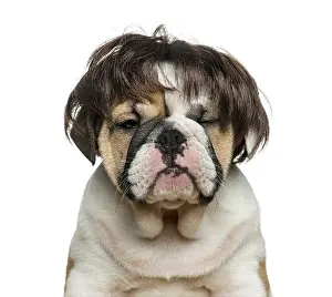 English bulldog puppy wearing a wig in front of white background