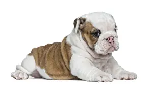 English bulldog puppy in front of white background