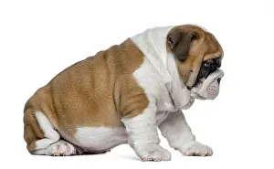 English bulldog puppy in front of white background