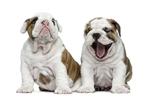 English bulldog puppy in front of white background