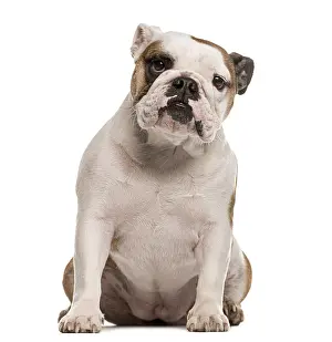 English Bulldog sitting and looking at the camera