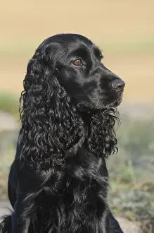 English Cocker Spaniel, black, bitch