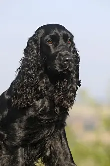 English Cocker Spaniel, black, bitch