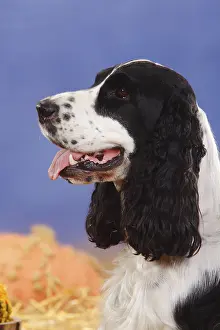 English Cocker Spaniel, black and white