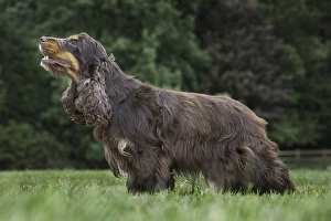 English Cocker Spaniel (Canis lupus familiaris) in garden