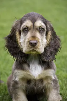 English Cocker Spaniel (Canis lupus familiaris) pup in garden