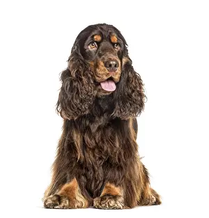 English Cocker Spaniel dog panting