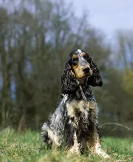 English Cocker Spaniel sitting on Grass
