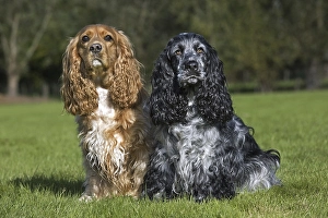Two English Cocker Spaniels (Canis lupus familiaris) sitting in garden