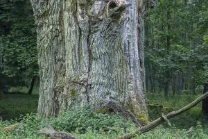 English oak approx. 800 years old (Quercus robur)
